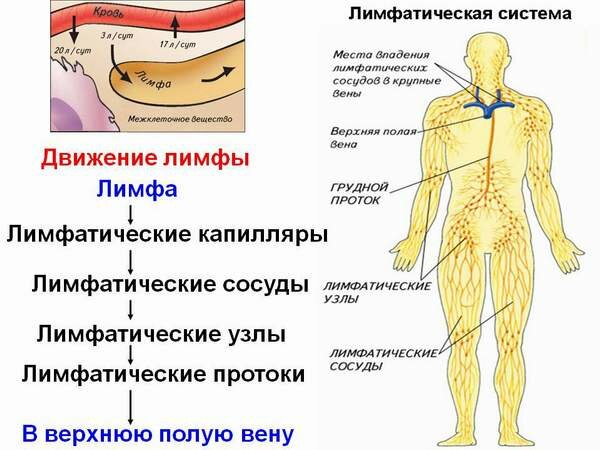 Лимфа